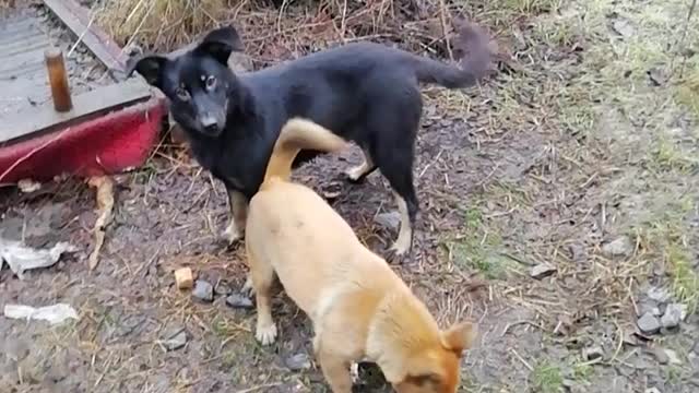 The joy of dogs.