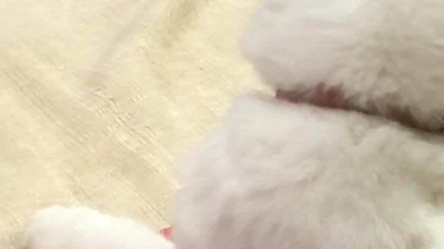 Watching YouTube my cat