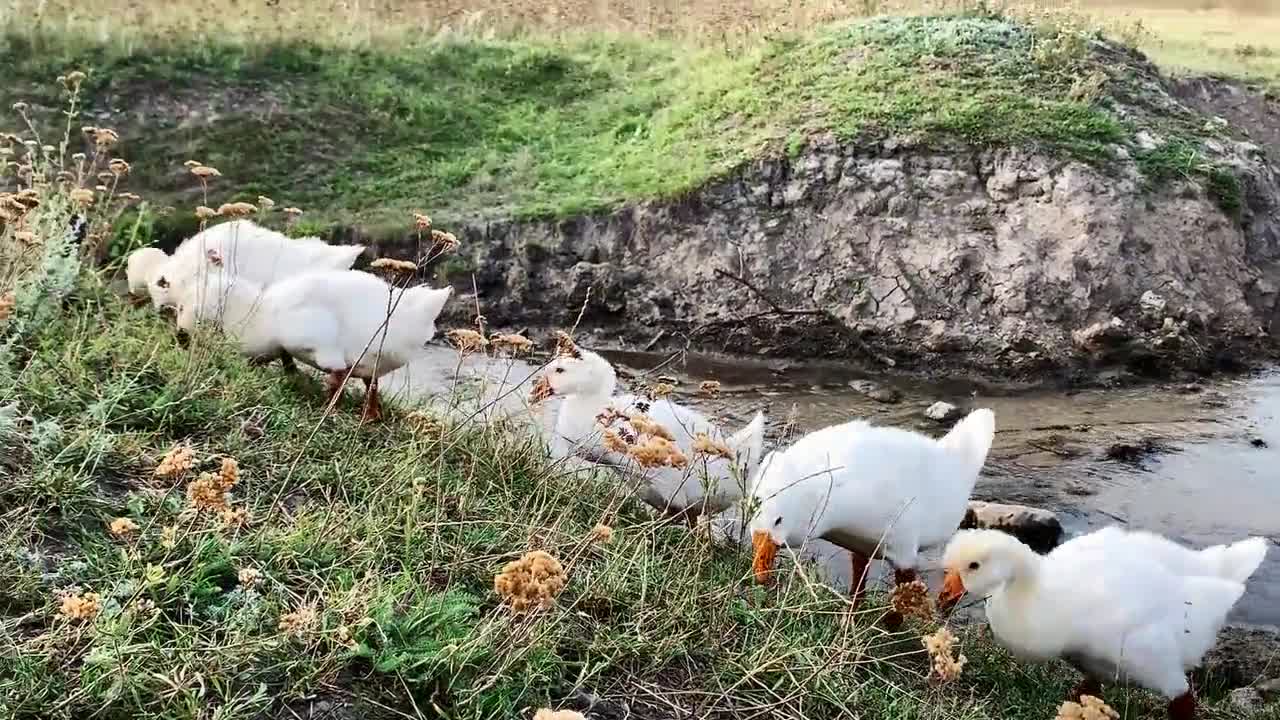 a collection of cute geese are looking for food