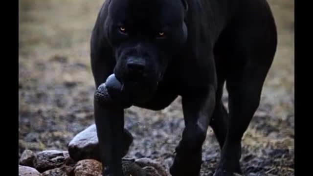 pitbull dog transformation || #Pitbull || #dog || dog lover shorts