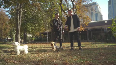 Small dogs got tangled by the leashes in the park