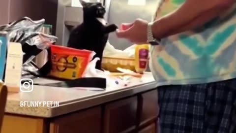 Funny cats videos