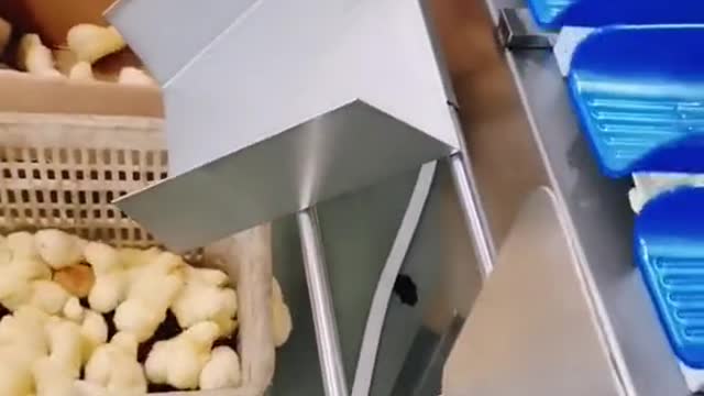 Chicks technology