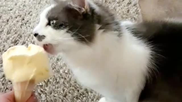 White cat licking ice cream