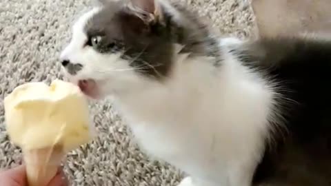 White cat licking ice cream