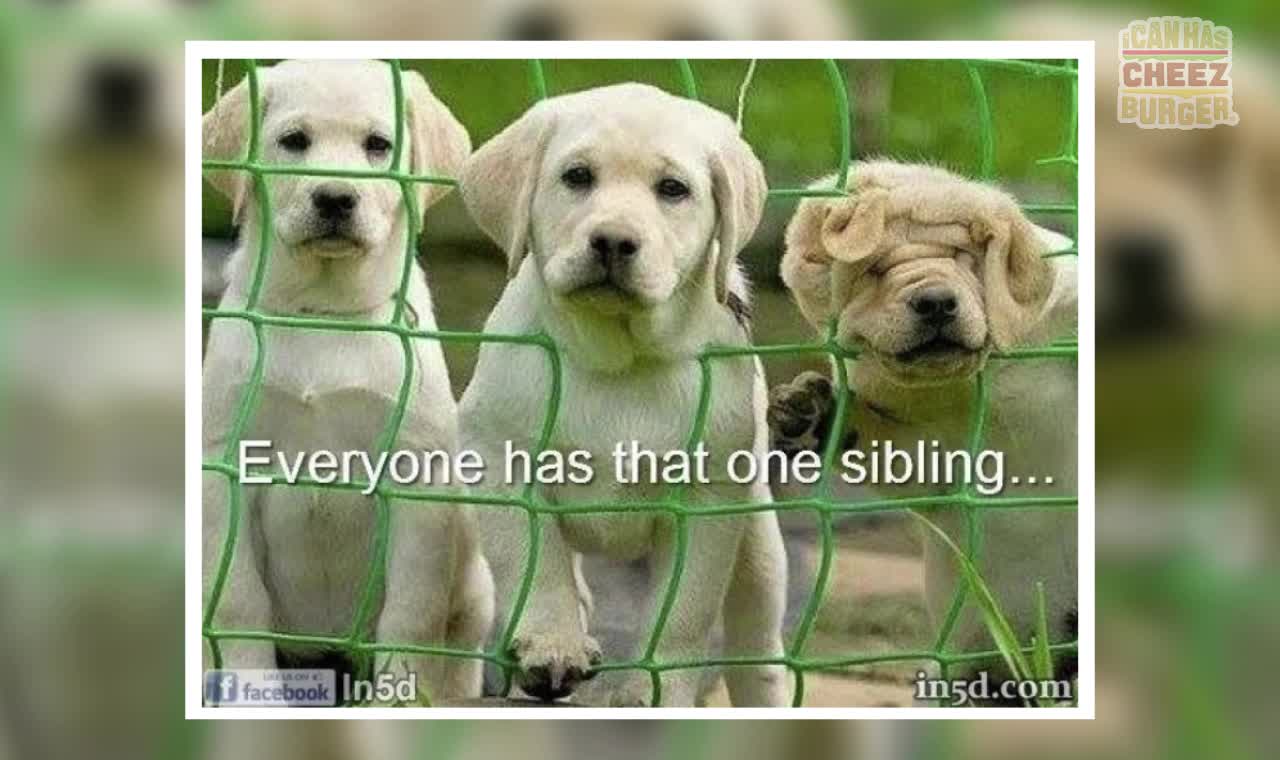 25 Times Animals Wished They Were An Only Child