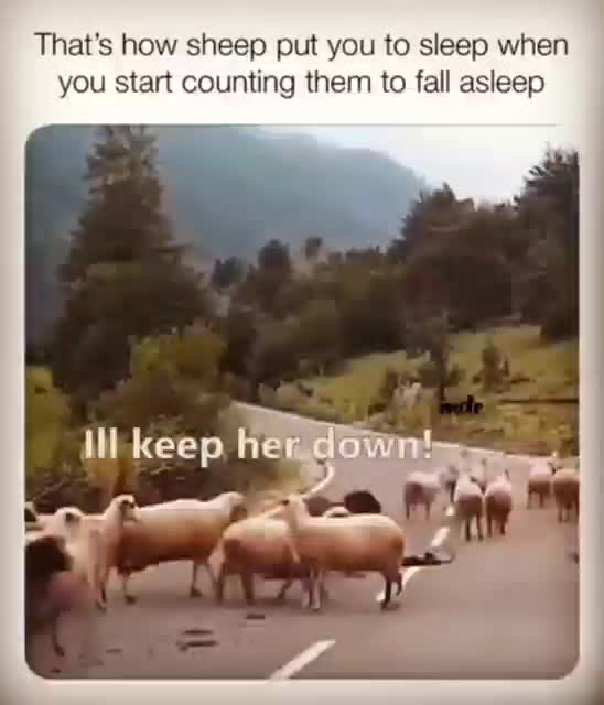 The sheep finally fight back for freedom