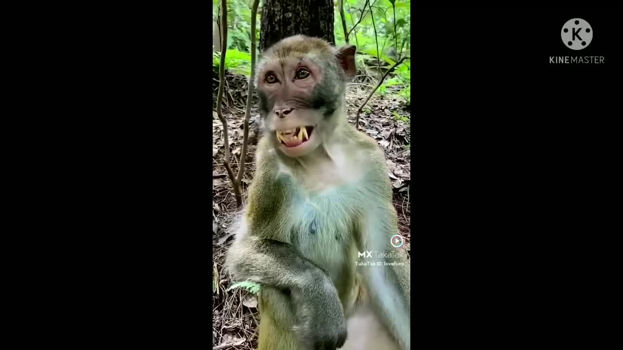 Funny video, #short funny video #funnymonkey