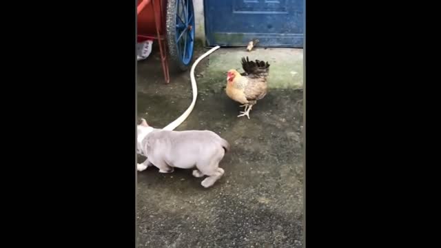 Dog fight funny