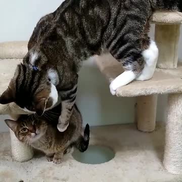 a cat teaches a kitten to crawl and falls