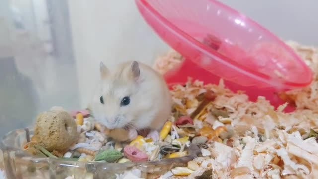 a biscuit-eating hamster