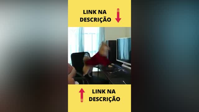 O Cão jogador Kkkkkkkkk 😂😂😂