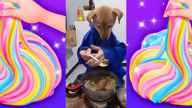 Dog Reviews Food with no spoon Tucker Taste Test 😍 A Cute Puppy 🐶cook food👶