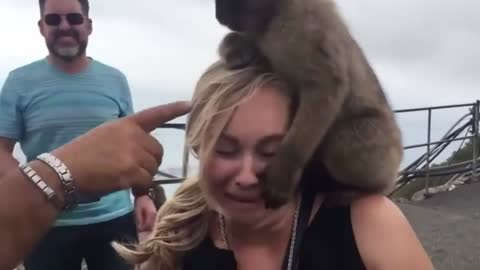 Very funny monkey stands on the head of a staring woman and pulls at her hair
