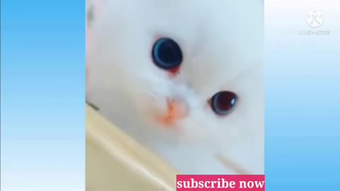 Dogs funny videos, cute cats comedy show
