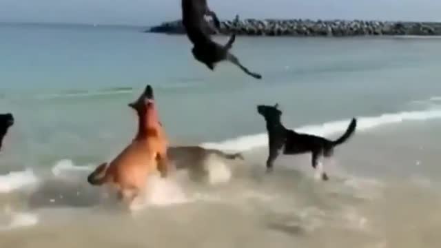 This volleyball playing dog at beach, they're theremin D's us why we love sports