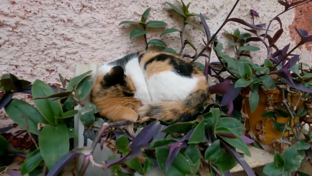 A jealous cat repeatedly hits another cat.