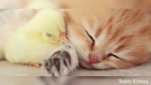 Kitten with chicken! Cuteworld