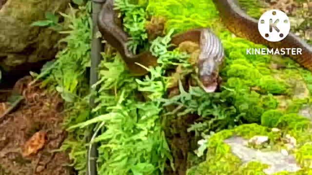 The moment the snake fights to catch the frog...