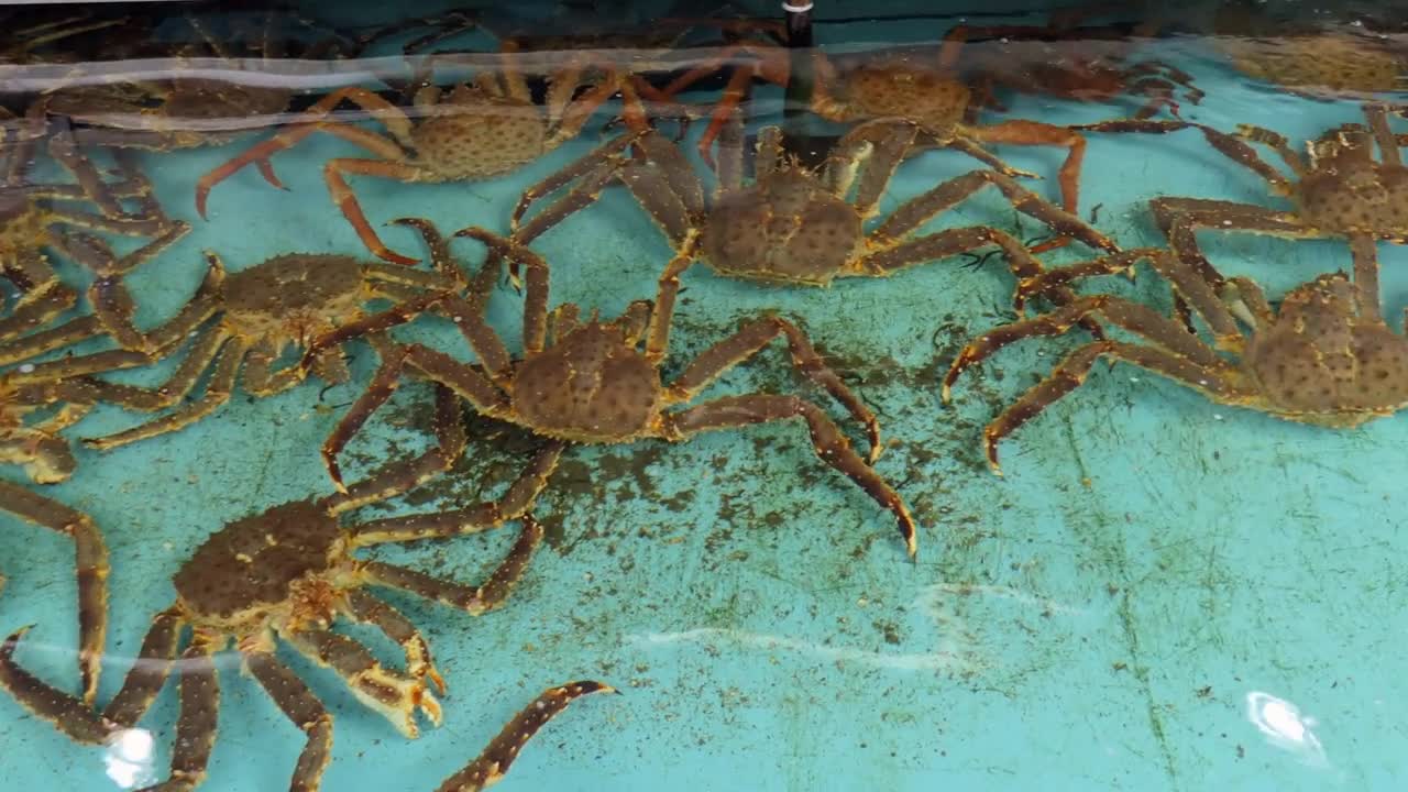 King crab for sale in shop at Hakodate Asaichi (Morning Market) in Hakodate