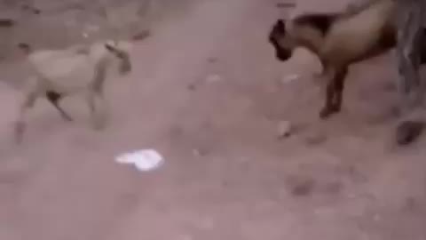 goat fight, what luck of a woman