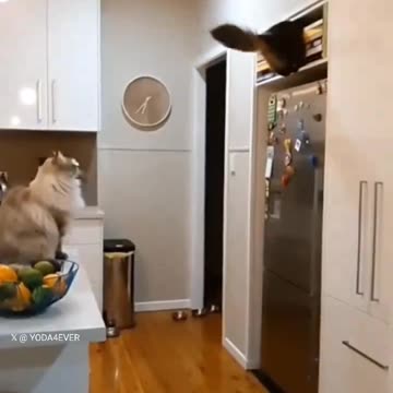 There Are Two Types Of Cats