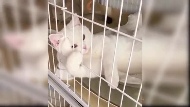 Baby Cats - Cute and Funny Cat Videos Compilation 2