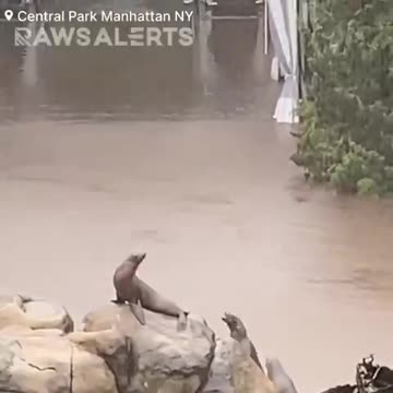 🚨#BREAKING: Sea lions have escaped the Central Park zoo due to severe flooding