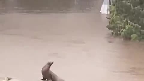 🚨#BREAKING: Sea lions have escaped the Central Park zoo due to severe flooding