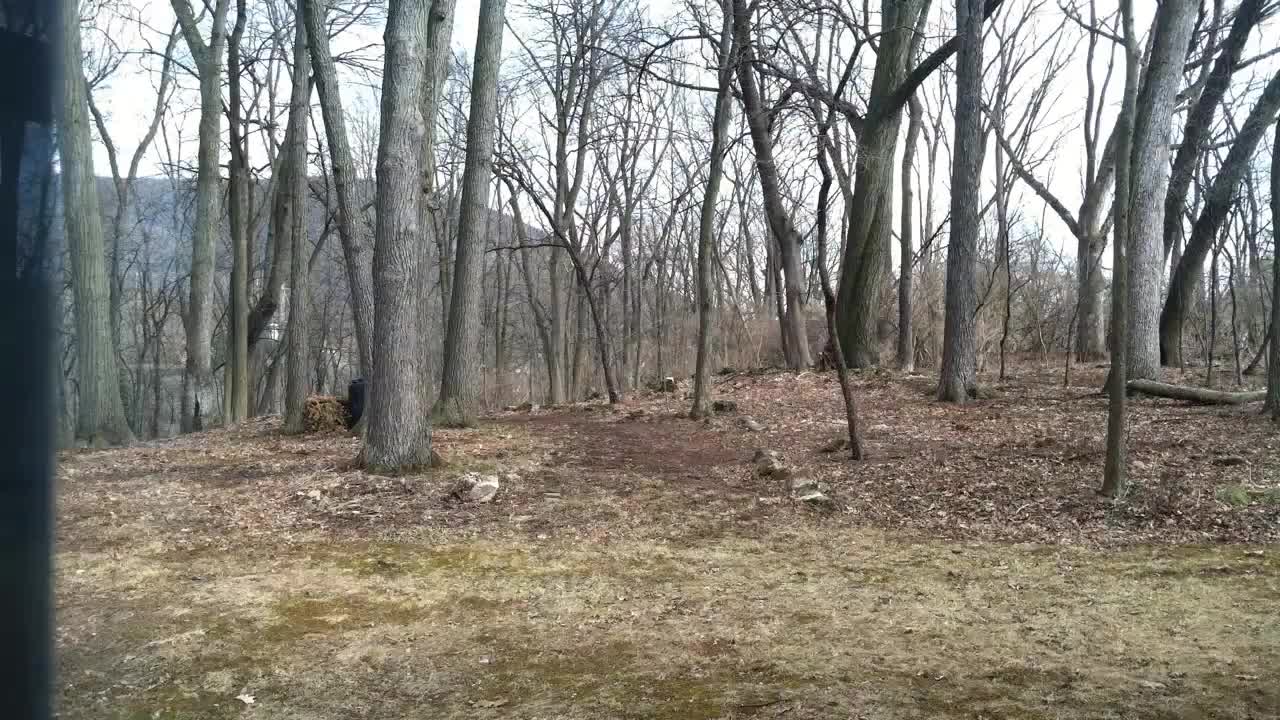 3 days in the forest timelapse