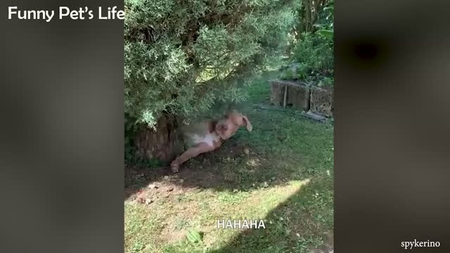 Can You Watch These Dogs Without Laughing Try it 😍 Funniest Dog