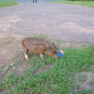 cute and funny pig