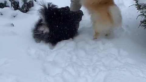 A beautiful boy playing with cute dogs. 😍😍😍😍😍😍