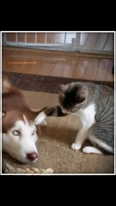 Cat and most loveliest what's app status video 💕❤️😘❤️