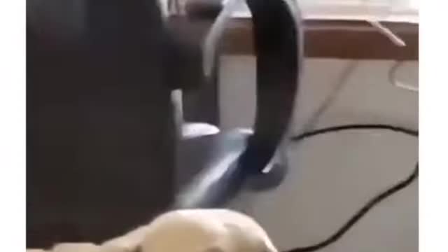 Funny animals video, Cute, and Funny Dog Videos