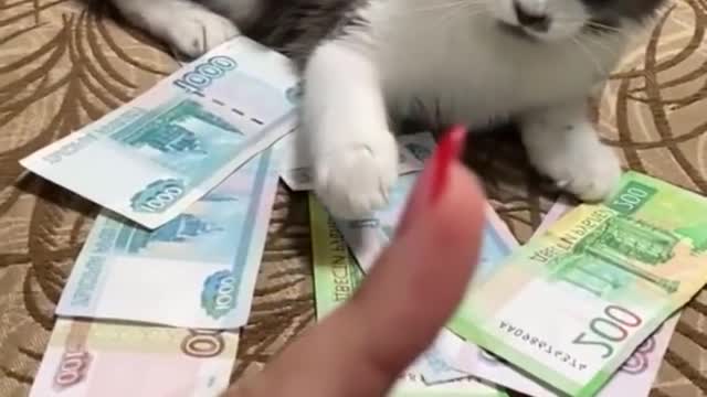 funny cat and dog best intersting@#3 enjoying videos