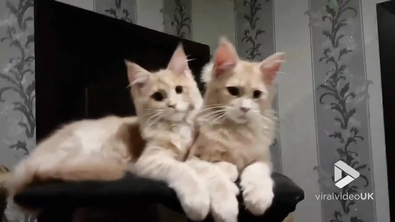 2 kittens being as cute as cute can be