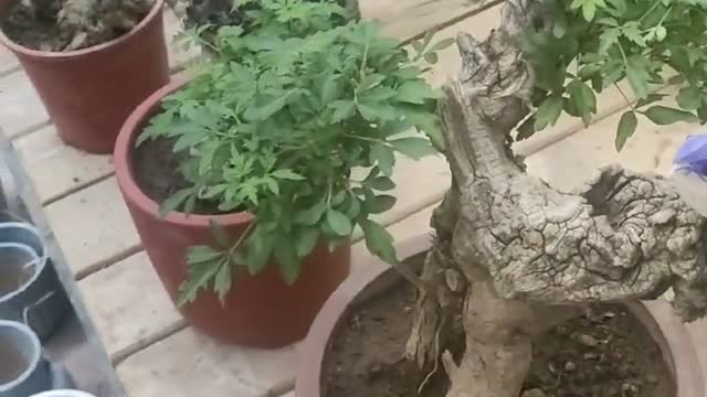 Dead tree roots grow new shoots
