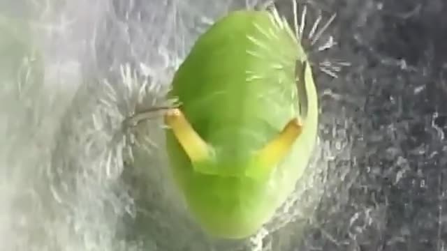 Larva de Borboleta