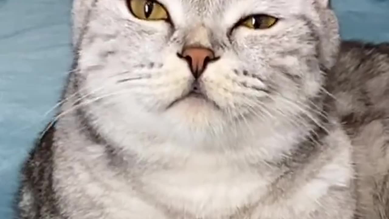 Cat video😁🤣