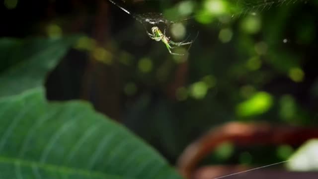 Little Green Spider In Garden