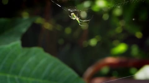 Little Green Spider In Garden