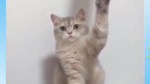 Cute Cats Funniest Moments Ever :3