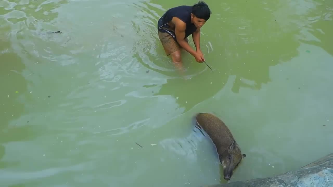 Jungle my life | Catch big pig in water | Roasted big pig for dinner-17
