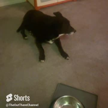 Charlie Roo almost better.. back to normal.. was a close call last week