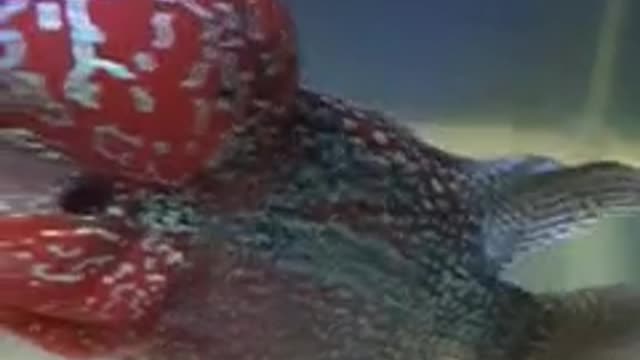 Lou han fish (flowerhorn) 10