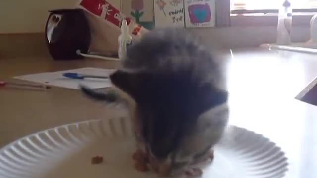 Hungry Kitten Wants Food