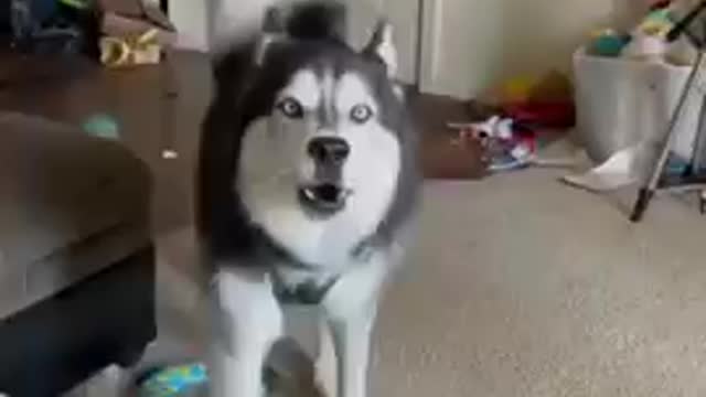 Dogs singing and talking funny videos | don't laughing