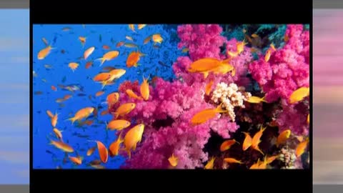 Sample theme