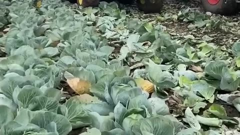 Cabbage Harvest Underway in UK __ Harvester Made By Vanhoucke Engineering Belgium.